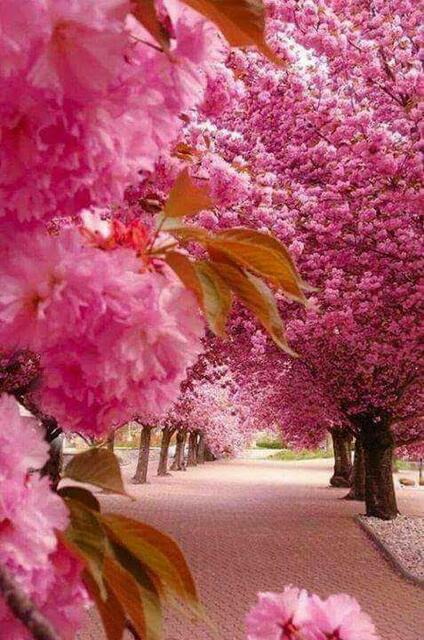 ein Hauch von Frühlingsblüten