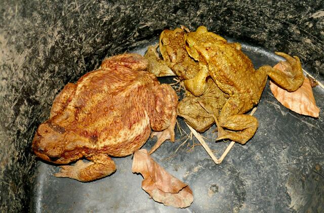 Auch besonders schöne weibliche Erdkröten Exemplare (links) waren immer wieder entlang des Zauns zu finden. | Foto: Florian Haun