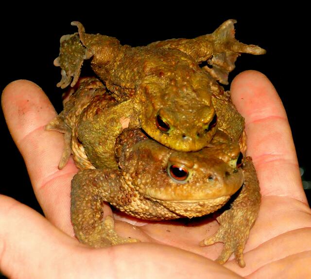 Das faule Erdkröten Männchen lässt sich üblicherweise von seinem Weibchen zum Laichplatz tragen. | Foto: Florian Haun