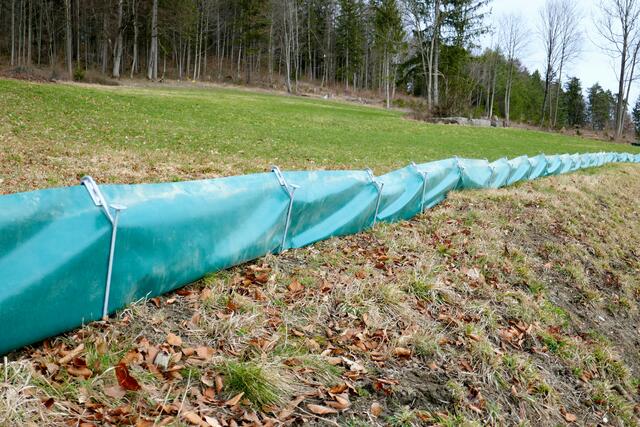 Entlang des Krummsees wurde wieder ein rund 450 Meter langer Amphibienzaun mit 27 Kübeln installiert. | Foto: Florian Haun