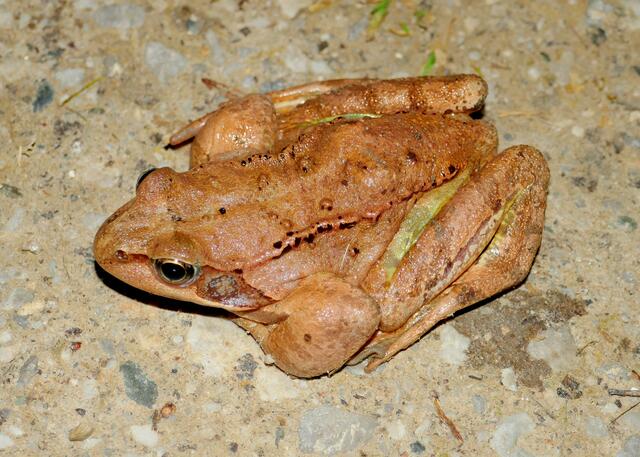 Grasfrösche sind in Habach viel häufiger zu finden als am Krummsee. | Foto: Florian Haun