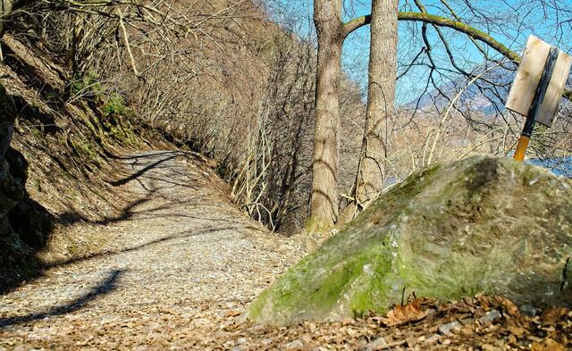 .........auch er hat sich seinen Platz neben dem See erobert am Weg.....