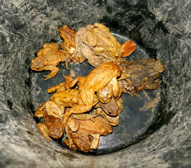 Kübelweise wurden die Kröten von den freiwilligen Helfern über die Straße ans sichere Seeufer gebracht. | Foto: Florian Haun