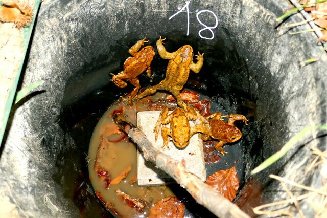 Im Kübel Nummer 18 waren beim Lokalaugenschein vier Erdkröten Männchen zu finden. | Foto: Florian Haun