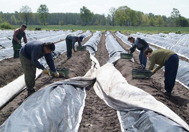 In unserer kleinstrukturierten Landwirtschaft garantieren Erntehelfer, dass die notwendige Arbeit rechtzeitig erledigt werden kann.  | Foto: MEV