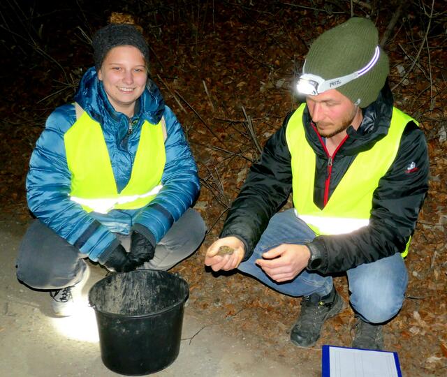 Schutzgebietsbetreuer Philipp Larch (rechts) erklärte einer freiwilligen Helferin den Unterschied zwischen einer männlichen und einer weiblichen Erdkröte. | Foto: Florian Haun