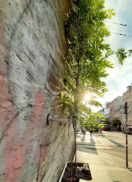 Hier sieht man eine Möglichkeit der Rankhilfen. | Foto: Christine Kaindl – BOKU