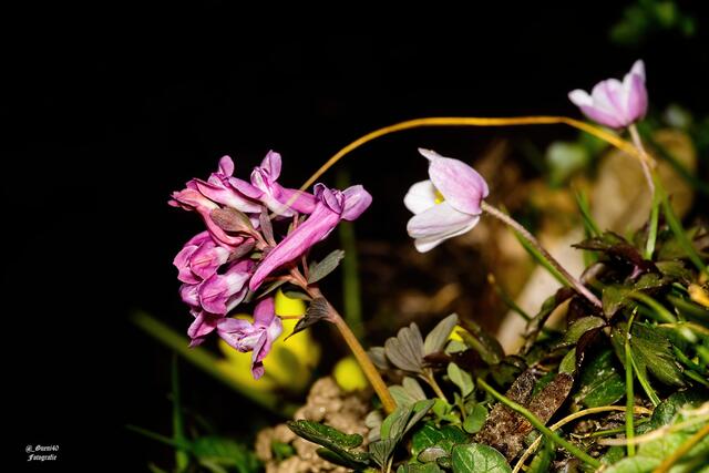 .........der Lerchensporn hebt sich mit seiner Farbe auch ab......