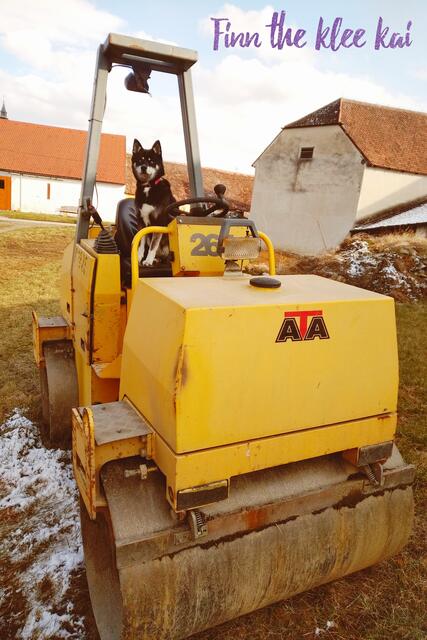 Foto: Copyright Finn the klee kai