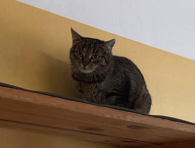 Die Katze wurde auf den Namen "April" getauft | Foto: Tsa