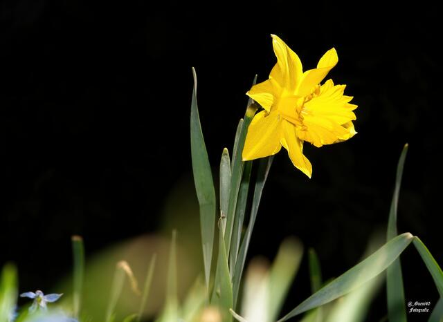 .......lassen wir sie aus dem dunklen Hintergrund rausleuchten........