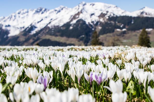 Wildsachönau hofft auf einen guten Sommer | Foto: T.L.