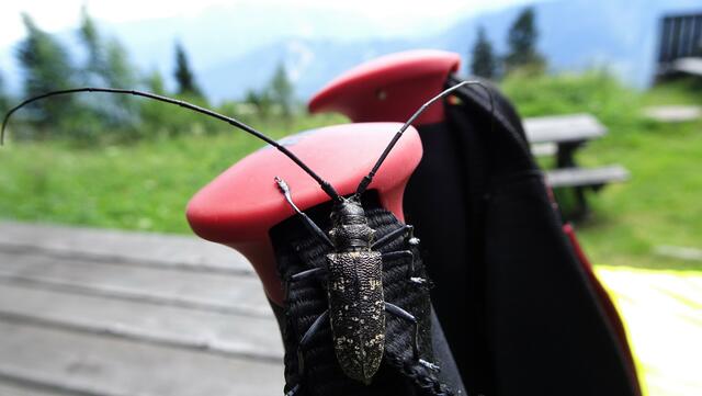 Ein Bockkäfer am Obersberg (Bilderserie) ... Schusterbock