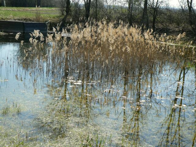 Rohrkolben im Teich...... Eisenstadt