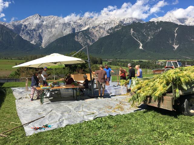 Hanfernte mit der Familie, ein noch seltener Anblick in Tirol.