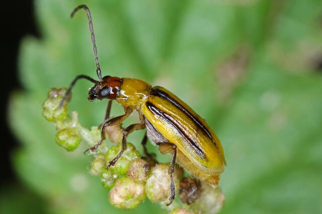 Die meisten Insektizide werden weltweit gegen den Maiswurzelbohrer eingesetzt