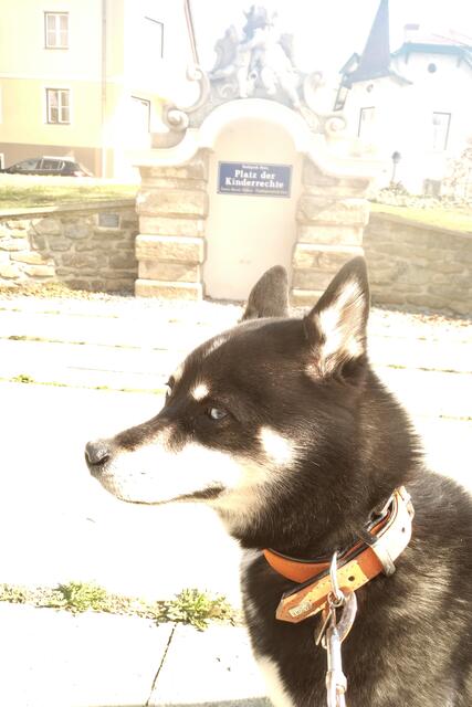 Foto: Copyright Finn the klee kai