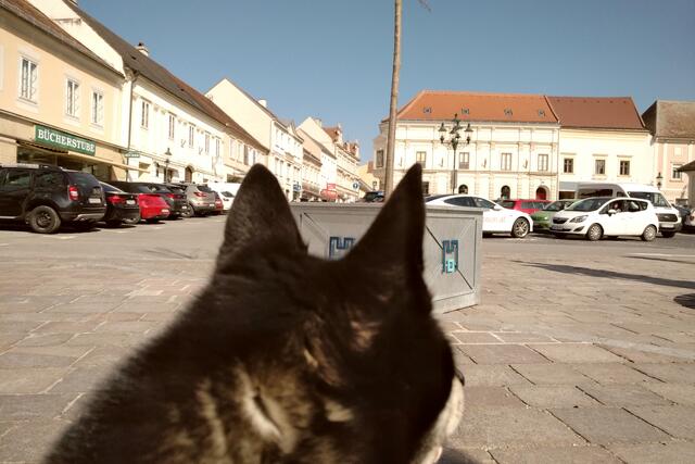 Foto: Copyright Finn the klee kai