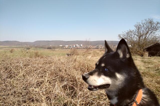 Foto: Copyright Finn the klee kai