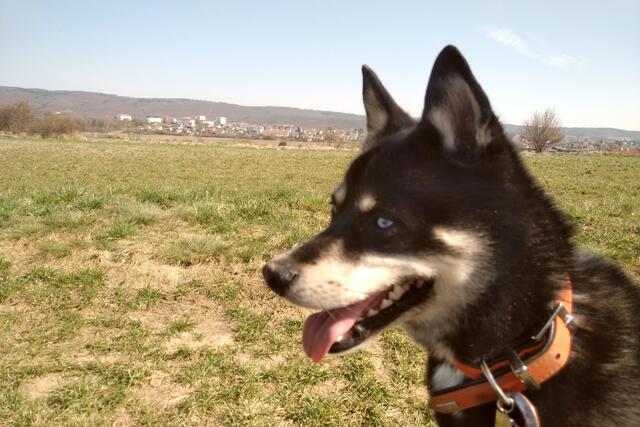 Foto: Copyright Finn the klee kai