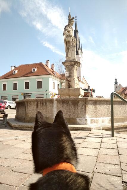 Foto: Copyright Finn the klee kai