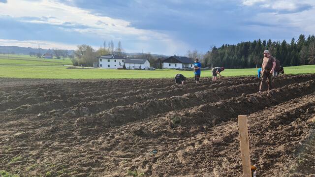 Spargelsetzen in Pischelsdorf: Verena Obermaier hat sich zum Spargelsetzen ihre Freunde zur Hilfe geholt.