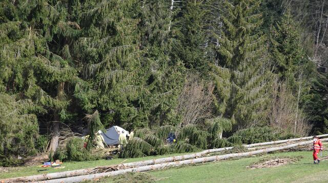 Mann wurde von Baum eingeklemmt.