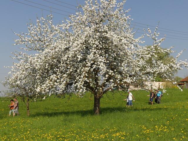 Foto: Naturpark Obst-Hügel-Land