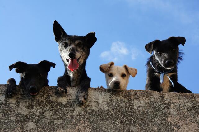 Hinaus in die Natur, heißt es jetzt für Hunde und Hundebesitzer. Wir geben 5 Tipps für die beste Frühlingszeit. | Foto: Eddie Galaxy von Pexels