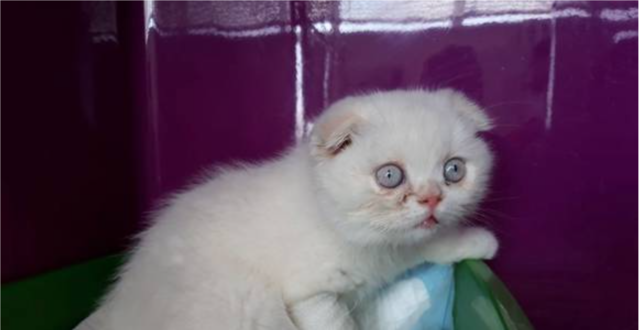 Diese junge Katze wurde im Stuwerviertel ausgesetzt. Der süße Blick hat ein schmerzhaftes Geheimnis: Die "Scottish Fold" ist eine Qualzucht – die Tiere leiden ihr Leben lang.  | Foto: TierQuarTier