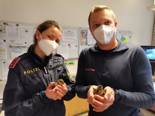 Iris Stöger und Peter Schefer retteten die Küken.