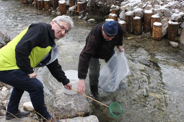 Die Bachforellen wurden im Jenbacher Gießenbach ausgesetzt.