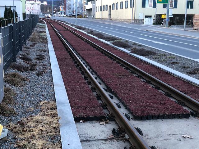 Sogenannte "Fetthennen" sollen den Lärmpegel an den Bahngleisen durch die Stadt Weiz dämpfen. | Foto: Hofmüller