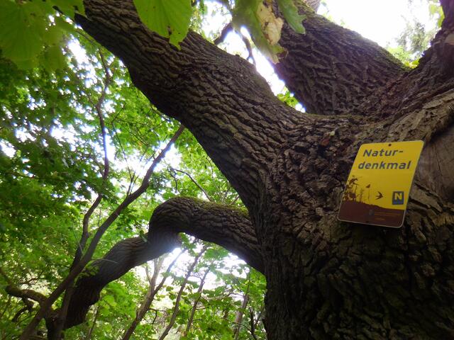 Naturdenkmäler in der Region entdecken.