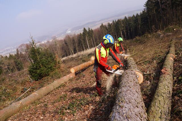Rund 1.400 Jobs im Bezirk Melk hängen mit dem Thema Holz zusammen, darunter auch jene der Forstarbeiter.