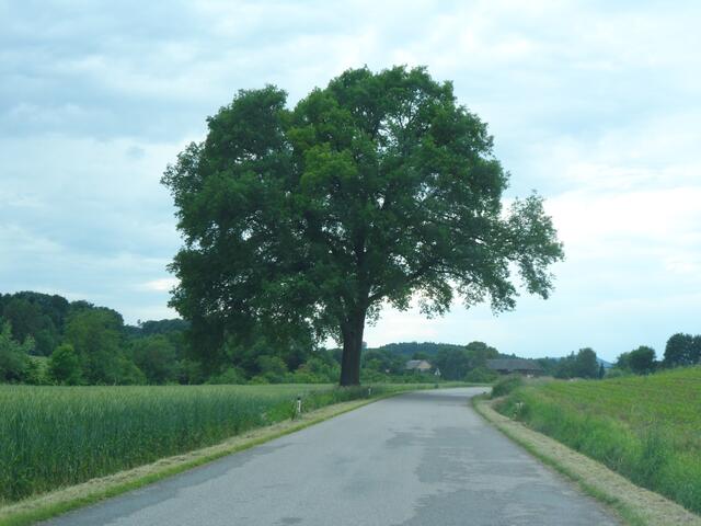 Diese Stieleiche in Bischofstetten gilt bereits seit 1986 als Naturdenkmal.