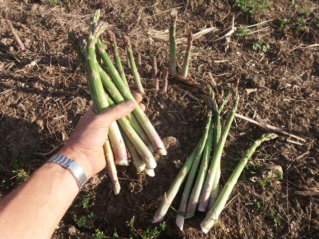 Frischen Spargel aus der Region gibt es bei der Familie Deyerling, Gemüsebauern aus Weitersfelden.  | Foto: Gemüsebau Deyerling