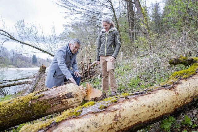 Waldbesitzer erhalten eine finanzielle Entschädigung von bis zu mehr als 500 Euro für dicke alte Bäume. Im Bild
die Biberexpertin des Landes, Gundi Habenicht und LR Josef Schwaiger.