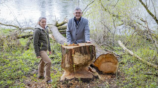 Die Biberexpertin des Landes, Gundi Habenicht und LR Josef Schwaiger beim Lokalaugenschein entlang der Fischach in Bergheim.