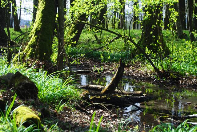Jahnwald | Foto: (c) Klaus Seidl