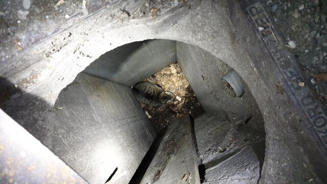 Eine grau-getigerte Katze war in einen Schacht gestürzt.