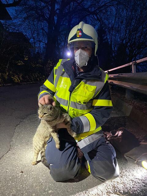 Die Katze wurde von einem Feuerwehrmann gerettet.