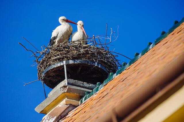 Nestbau und brüten auf Breitenaus Kirchdach. | Foto: Storchenverein Breitenau