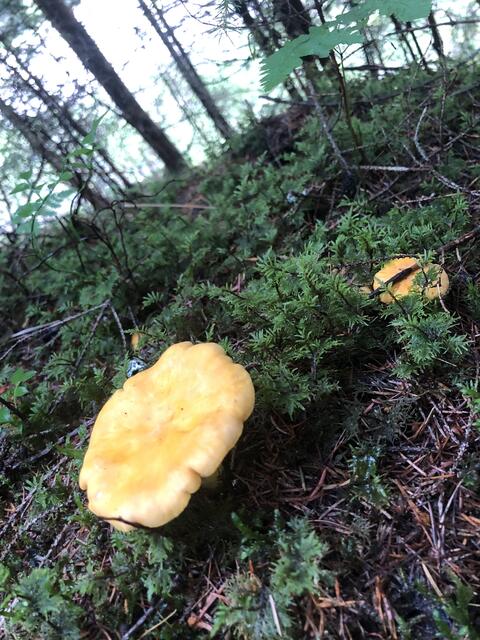 Foto: Karin Zeiler / Bezirksblätter NÖ