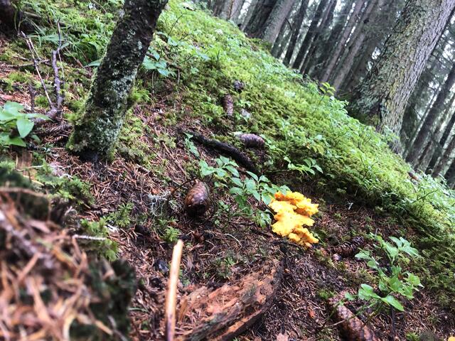 Foto: Karin Zeiler / Bezirksblätter NÖ