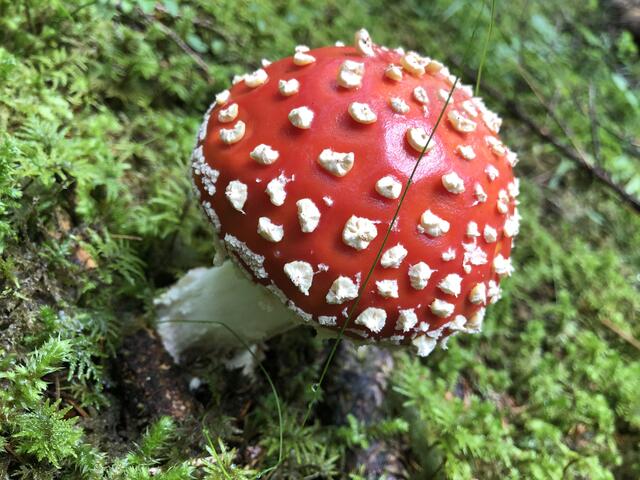 Foto: Karin Zeiler / Bezirksblätter NÖ