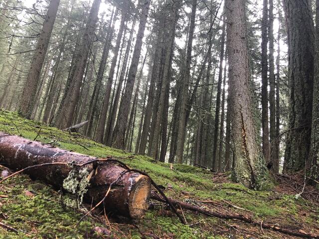 Frische Luft: So gut wie im Wald ist die nirgends.  | Foto: Karin Zeiler / Bezirksblätter NÖ