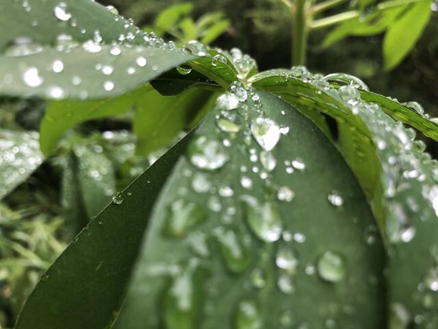 Foto: Karin Zeiler / Bezirksblätter NÖ