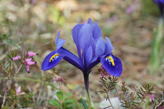 Foto: Heribert Dreitler