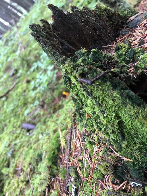 Foto: Karin Zeiler / Bezirksblätter NÖ